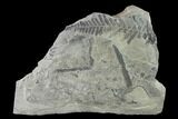 Pennsylvanian Fossil Fern (Neuropteris?) Plate - Kentucky #138542-1